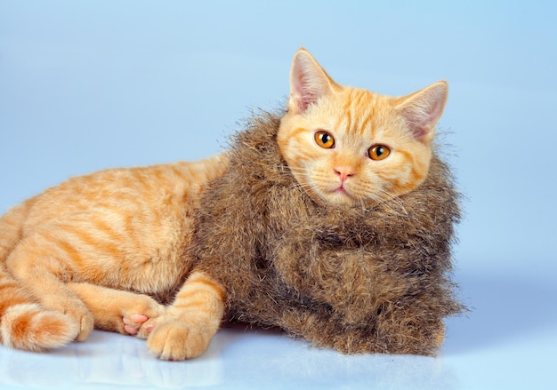 Gatinho fofo vestindo um lenço de pele