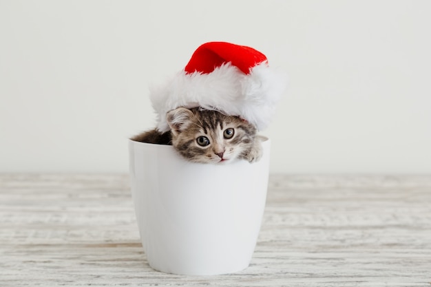 Gatinho gato de Natal com chapéu de Papai Noel. Gato gatinho malhado cinza de ano novo no pote branco com espaço de cópia.