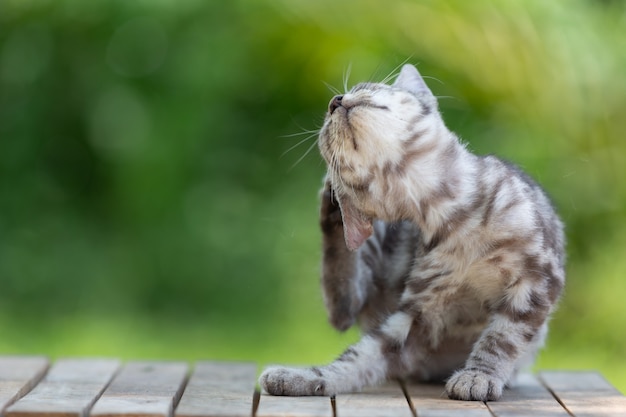 Gatinho gato fofo americano de pelo curto no jardim