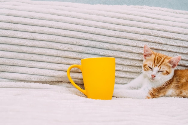 Gatinho gengibre com um copo amarelo na cama. Conceito matinal