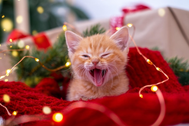 Gatinho gengibre dormindo com luzes de natal no gato vermelho laranja vermelho feliz, sonhos, férias e relaxe