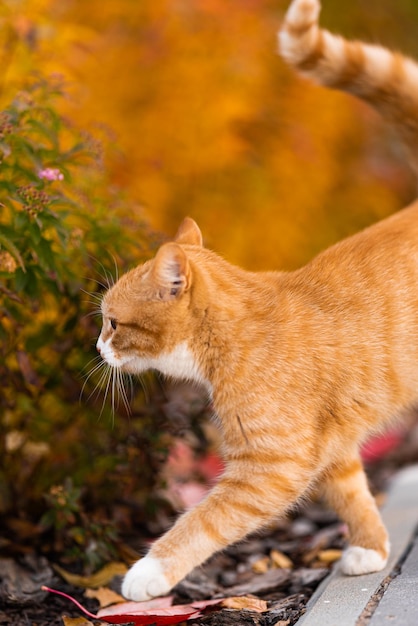 Gatinho Ginger em busca de algo saboroso. gatinho ruivo anda pela rua à procura de algo interessante. Outono. folhagem brilhante. passo do caminho para os arbustos