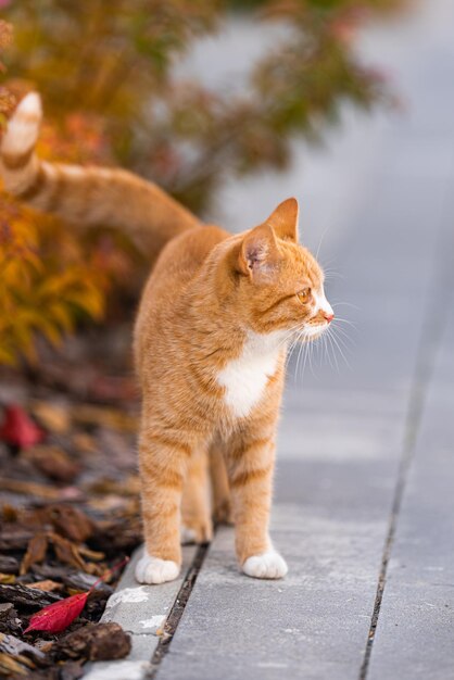 Gatinho ginger em busca de algo saboroso