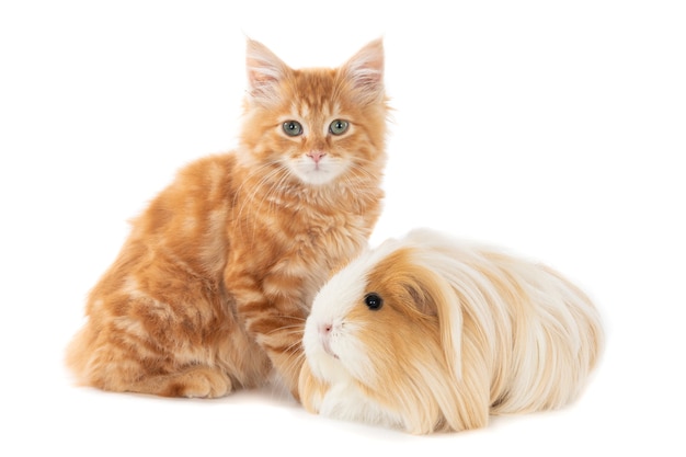 Gatinho Ginger junto com uma cobaia em cores semelhantes. Isolado no branco.