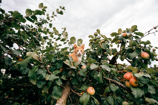 Gatinho Ginger na árvore