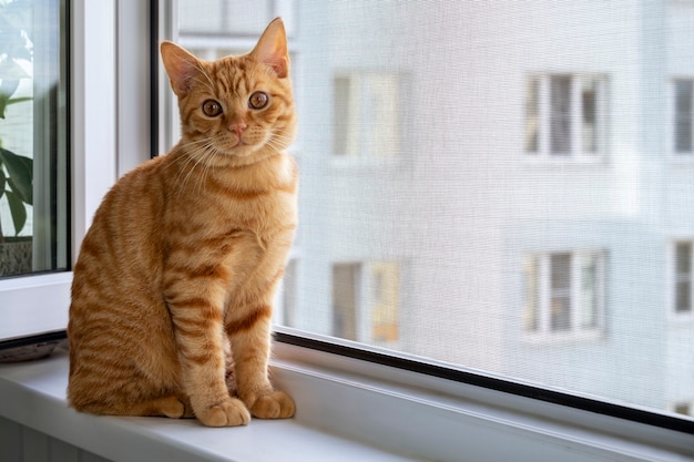 Gatinho Ginger Tabby sentado no parapeito de uma janela com uma rede mosquiteira