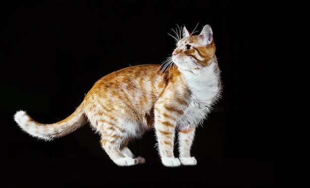 Gatinho Ginger, timidamente levanta o pé da frente, gato malhado laranja, vista lateral