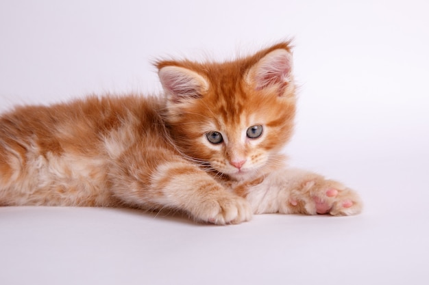 Gatinho isolado no fundo branco