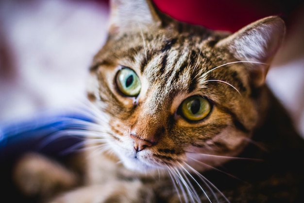 gatinho, jovem gato comum com pele macia