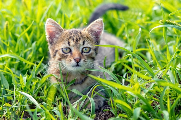 Gatinho jovem no jardim na grama verde