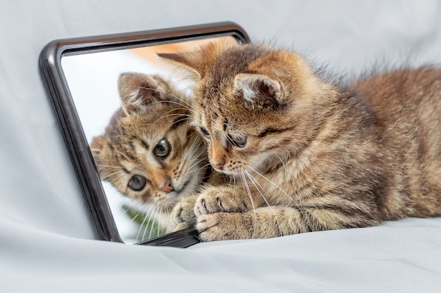 Gatinho listrado bonito sentado perto do espelho, o gatinho é refletido no espelho