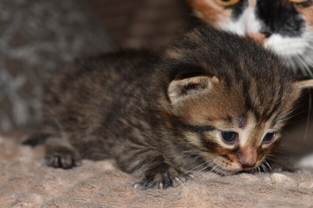 Foto gatinho listrado brincando no sofá