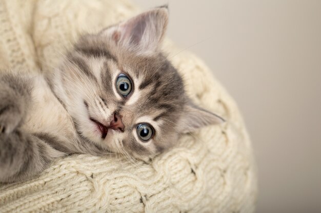 Gatinho listrado cinza com cara engraçada no suéter de algodão bege. Espaço da cópia do gatinho recém-nascido.