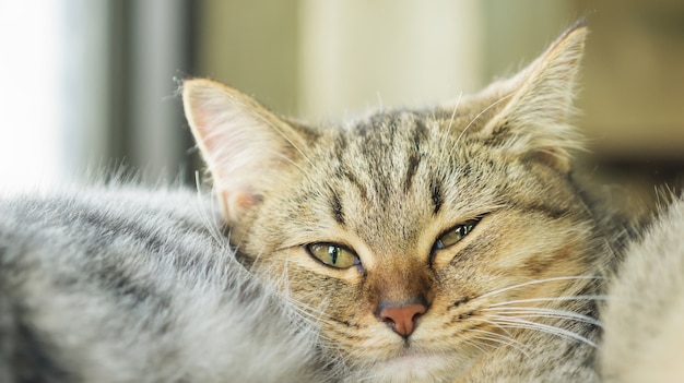 Gatinho listrado cinzento que encontra-se na sala