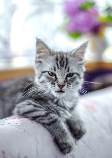 Gatinho listrado com raiva no sofá. Gato com fome contra o fundo das flores.