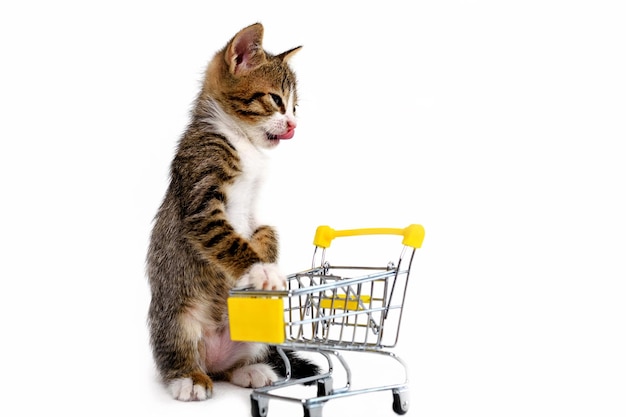 Gatinho listrado com uma cesta de compras. lambendo os lábios antes de fazer compras. black friday, vendas.