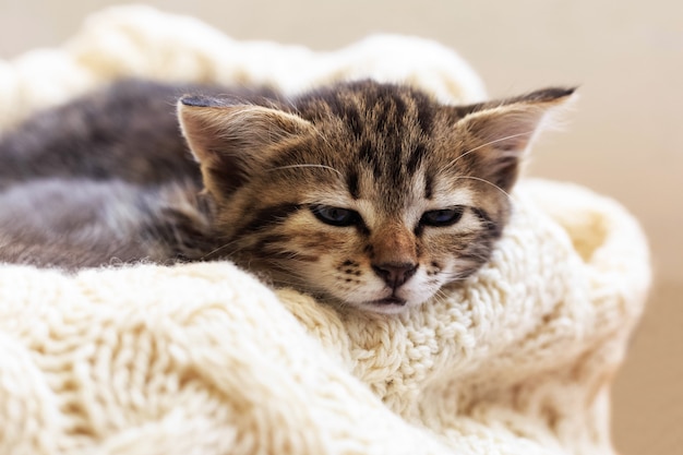 Gatinho listrado marrom dorme em xadrez bege de lã tricotada. Gatinho fofo e fofo. Casa aconchegante.