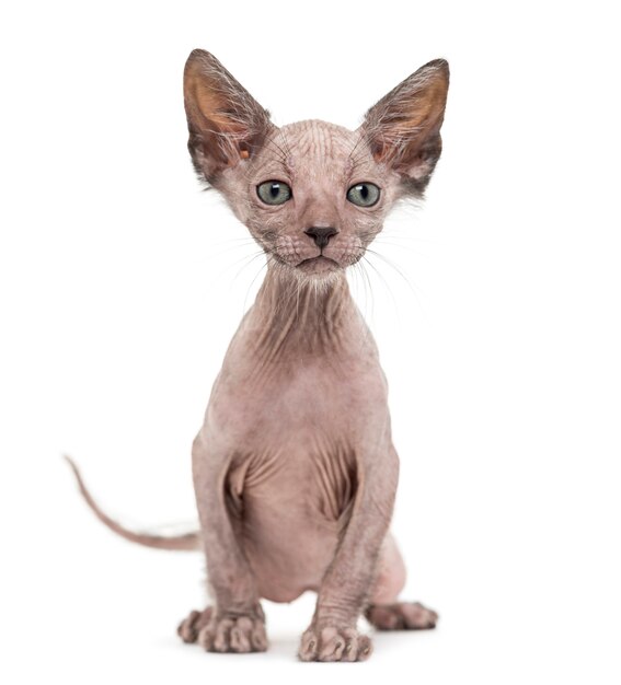 Gatinho Lykoi, também chamado de gato Werewolf