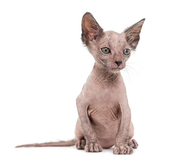 Gatinho Lykoi, também chamado de gato Werewolf