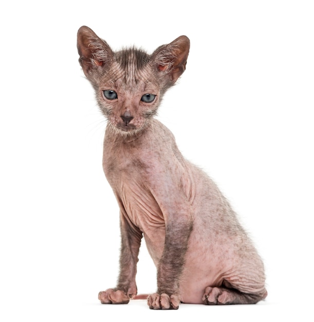 Gatinho Lykoi, também chamado de gato Werewolf