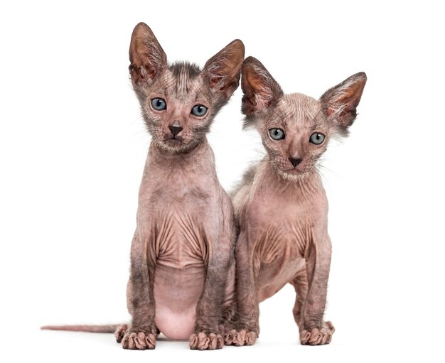 Gatinho Lykoi, também chamado de gato Werewolf