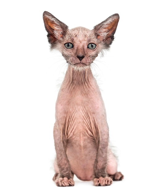 Gatinho Lykoi, também chamado de gato Werewolf