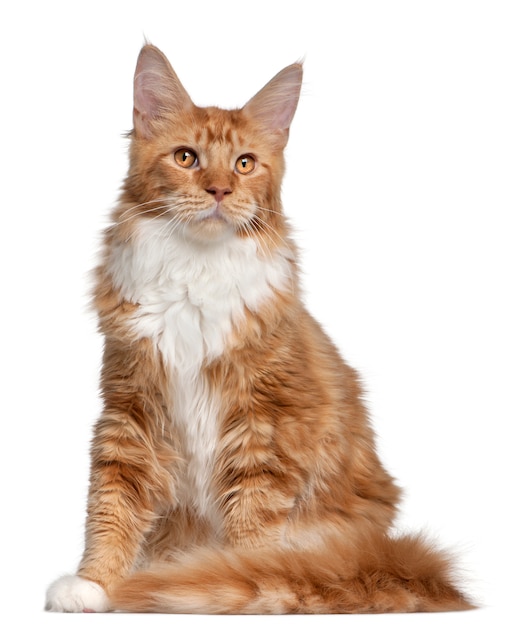 Gatinho Maine Coon, 7 meses de idade,
