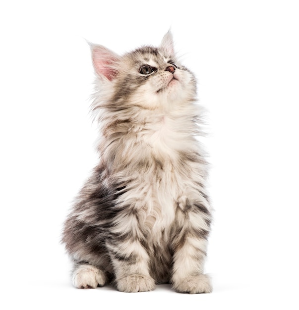 Gatinho Maine Coon, 8 semanas de idade, em frente a um fundo branco