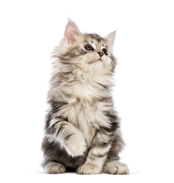 Gatinho Maine Coon, 8 semanas de idade, em frente a um fundo branco