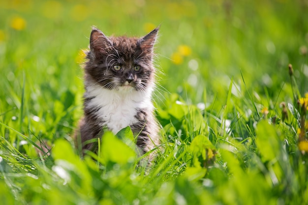 Gatinho Maine Coon cinza brincalhão fofo pequeno com peito branco está andando na grama verde.