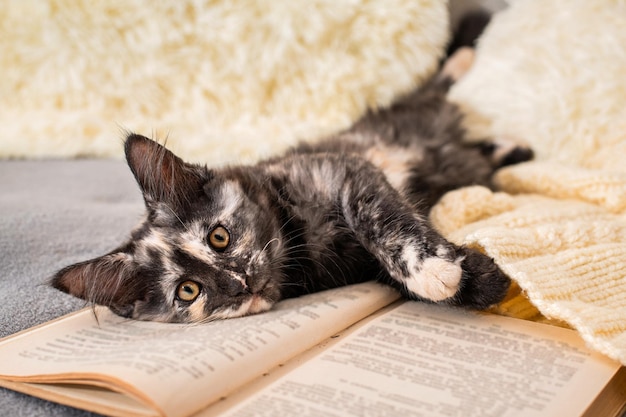 Gatinho Maine Coon deitado em um livro sob um suéter de tricô em um ambiente aconchegante