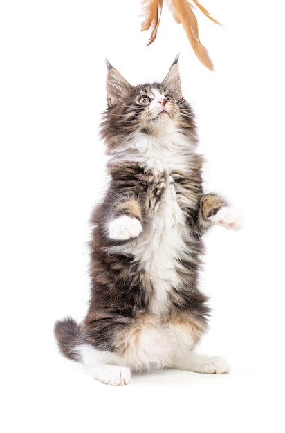 Gatinho Maine Coon Fofo