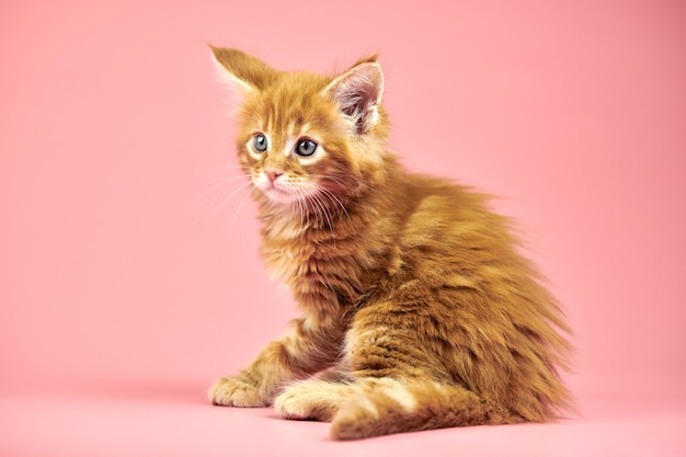 Gatinho maine coon isolado em rosa