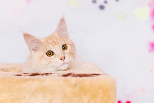 Gatinho maine coon red tabby bicolor