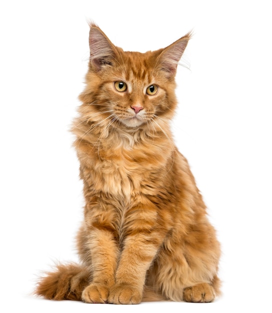 Gatinho Maine Coon sentado olhando para baixo isolado no branco