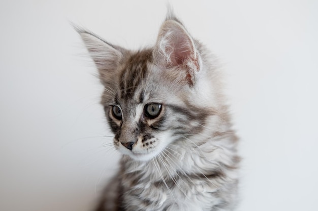 Gatinho maine coon sobre fundo bege o gato pedigree é um animal de estimação