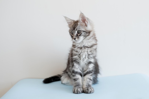 Foto gatinho maine coon sobre fundo bege o gato pedigree é um animal de estimação