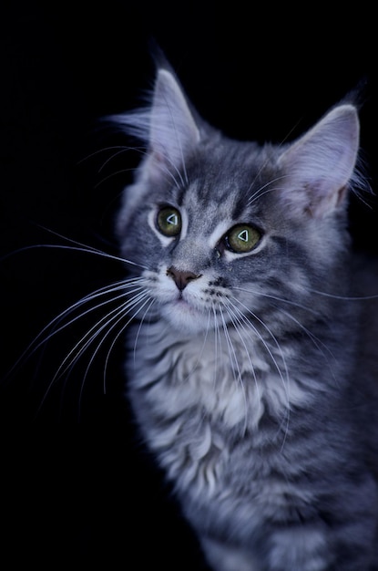 Gatinho Maine Coon, vários meses de idade, cor cinza-preto sobre um fundo preto.