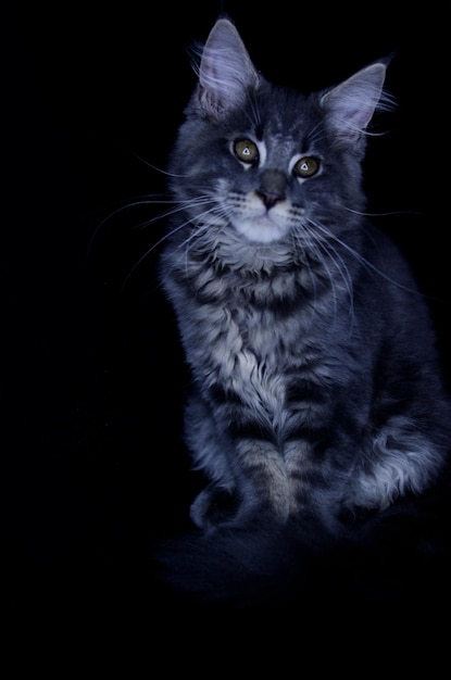 Gatinho Maine Coon, vários meses de idade, cor cinza-preto sobre um fundo preto.