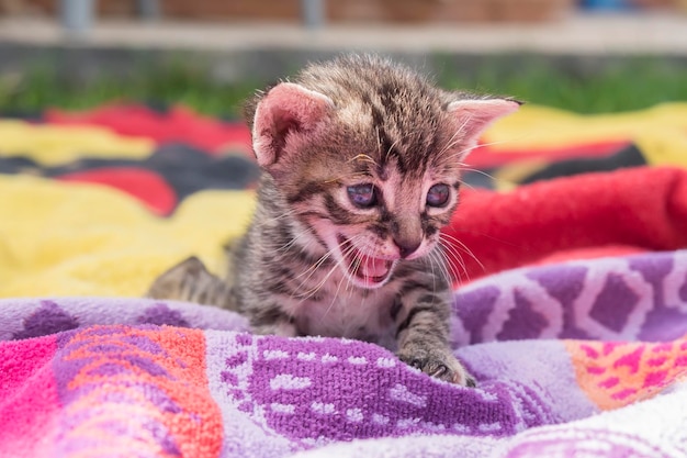 Gatinho malhado adorável e sonolento