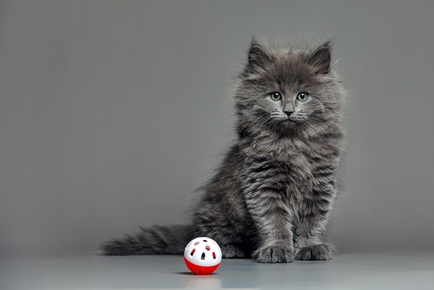 Gatinho malhado brincando com bolinha studio atirou contra cinza