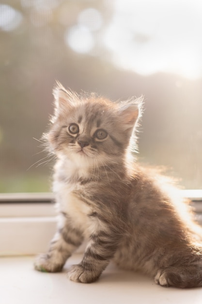 Gatinho malhado em casa