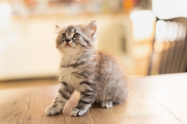 Gatinho malhado em casa