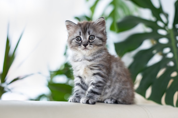 Gatinho malhado em casa