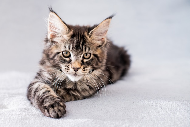 Gatinho malhado Maine Coon deitado sobre um cobertor leve e fofo