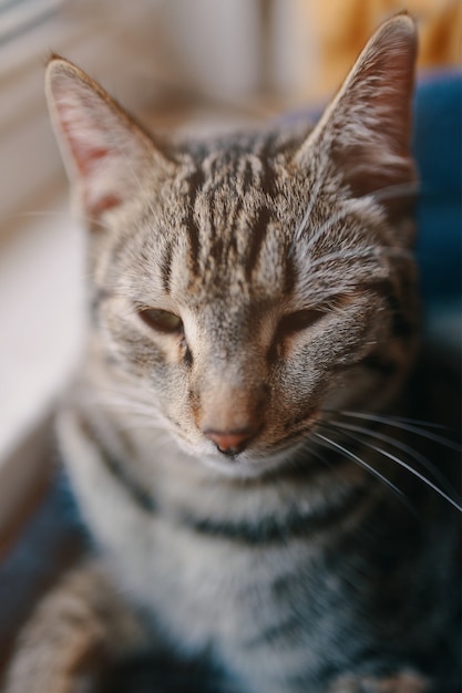 Gatinho malhado sentado perto do peitoril da janela O gato doméstico está descansando na janela do sofá de animais de estimação e a luz do sol no ...