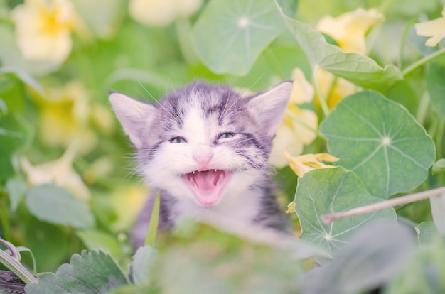 Gatinho miando adorável ao ar livre