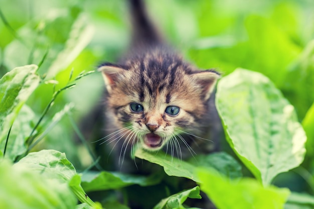 Gatinho miando andando em uma banana