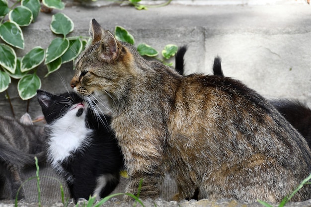 gatinho mostrando amor à mãe gata