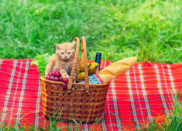 Gatinho na cesta de piquenique com frutas no cobertor